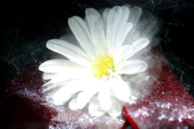 Close-up of white flower blooming at night