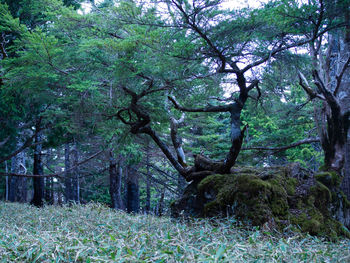 Trees in forest