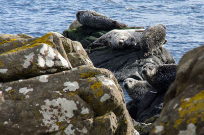 Rocks in sea