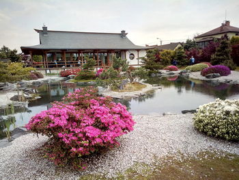 View of flowers with buildings in background