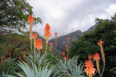 Scenic view of flowering plants against cloudy sky