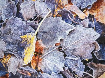 Full frame shot of leaves