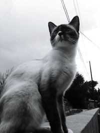 Cat sitting on retaining wall against sky