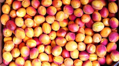 Full frame shot of apricots for sale in fruit market