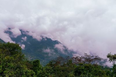 Low angle view of trees against sky