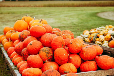 Pumpkins for sale at market