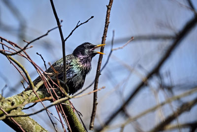 Low angle view of bird perching on branch