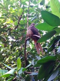 Low angle view of bird perching on branch