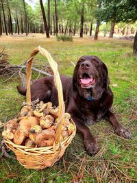 Happy brown labrador in the woods with a básquet of mushrooms