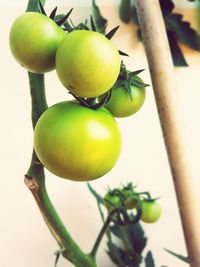 Close-up of fruits on tree