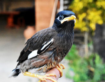 Close-up of bird perching outdoors