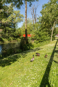 Ducks on grassy field by lake against sky