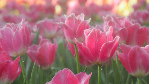 Close-up of pink flowering plants