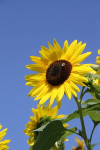 Close-up of yellow sunflower against clear sky