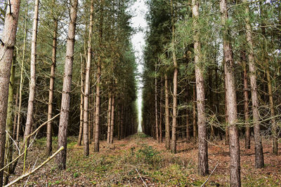 Trees in forest