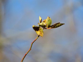 Close-up of wilted plant