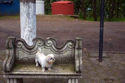 Dog sitting on bench in park