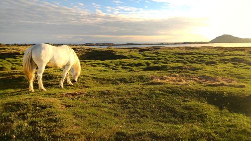 Horse grazing on field against sky