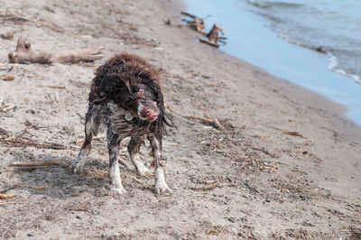 Dog running on beach