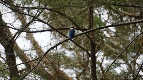 Low angle view of bird perching on a tree