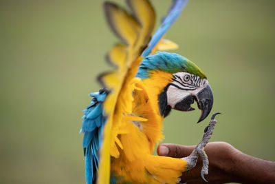 Close-up of a bird perching on a hand