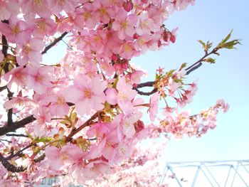 Low angle view of pink cherry blossoms in spring