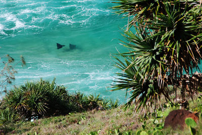 High angle view of sea amidst plants