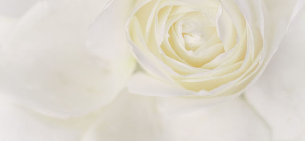 Close-up of white rose