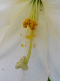 Close-up of flower against blurred background