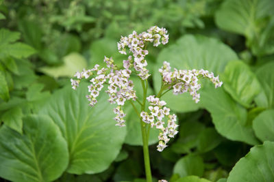 Close-up of flowering plant