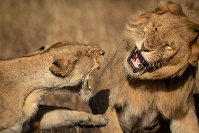 Close-up of lioness and lion snarling