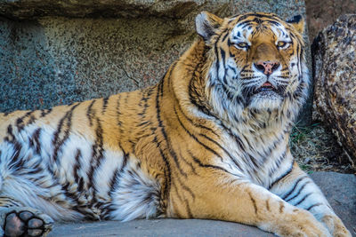 Cat resting in a zoo