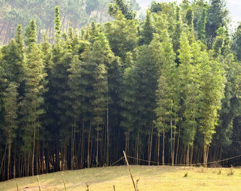 Pine trees in forest