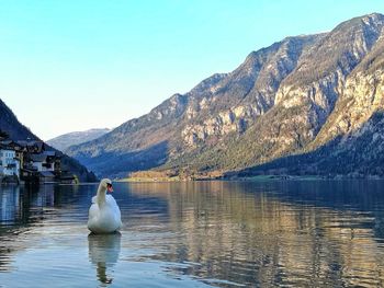 Swans on lake against mountains