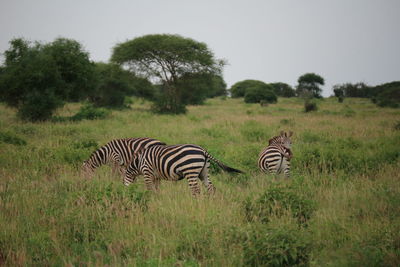 Zebra in a field