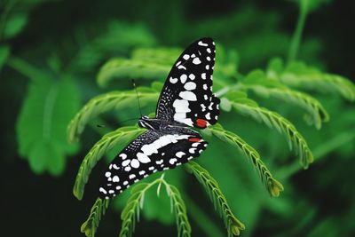 Close-up of butterfly on leaf