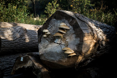 Close-up of old wooden log