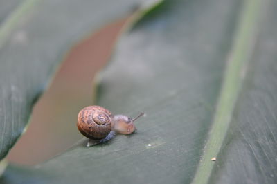 Close-up of snail on leaf