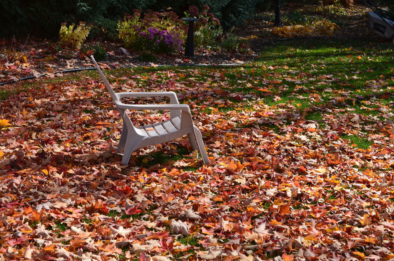 Leafy lawn