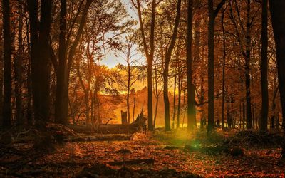 Trees in forest during sunset