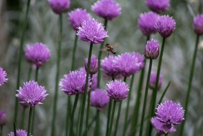 Close-up of pink flowers