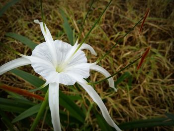 Close-up of white flowers