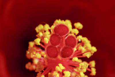 Close-up of red flower