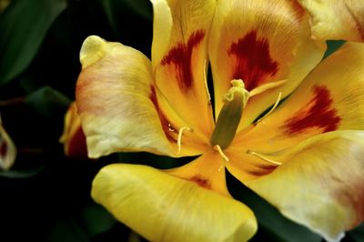 Macro shot of yellow lily