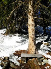 Close-up of frozen tree in forest during winter