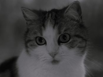 Close-up portrait of cat