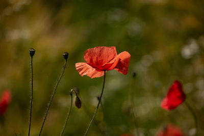 Close-up of red poppy flower