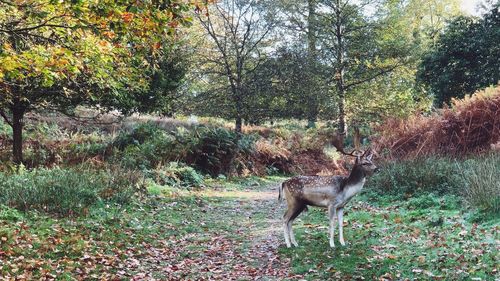 Deer in a forest