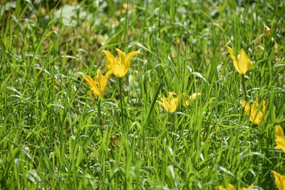 Close-up of yellow crocus flowers on field