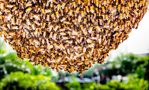 Close-up of bee on leaf